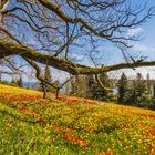 Blumenwiese und Bäume