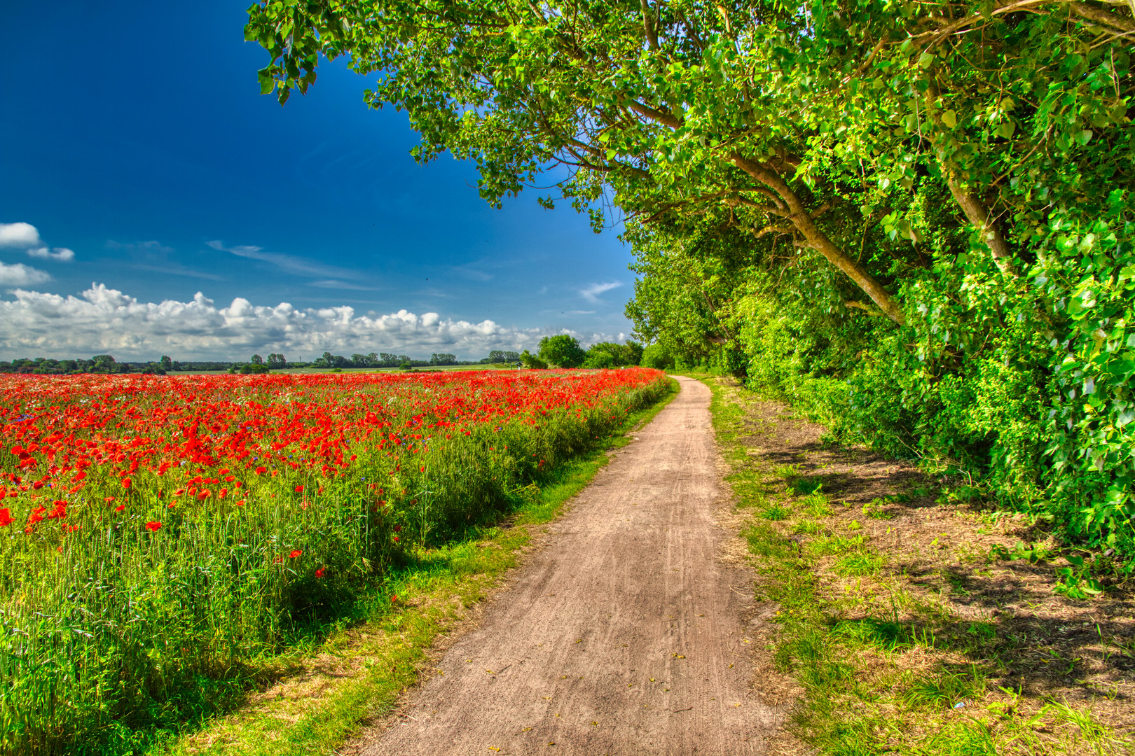 Blumenwiese und Feldweg