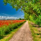 Blumenwiese und Feldweg