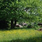 Blumenwiese und Kirschbaum