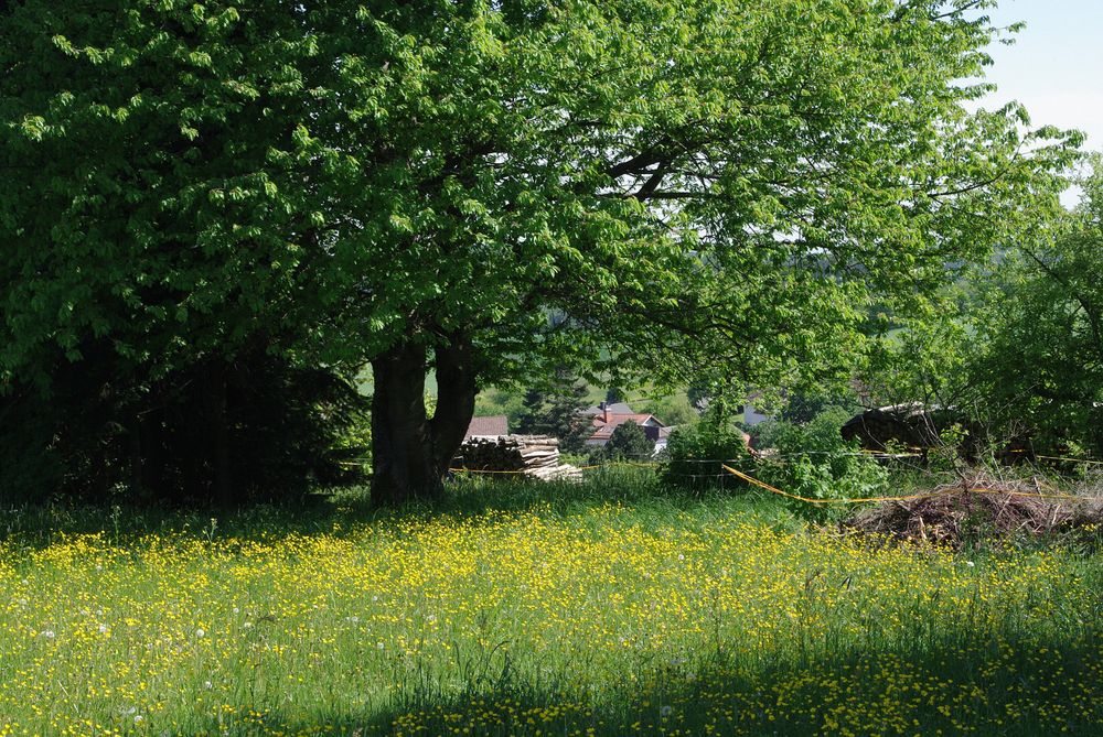 Blumenwiese und Kirschbaum