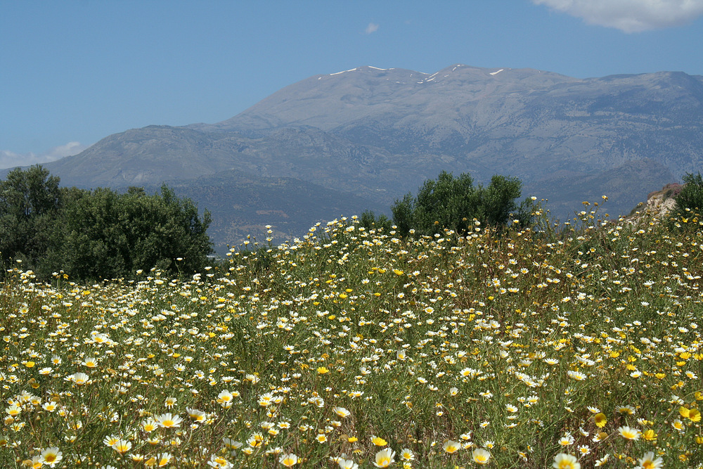 Blumenwiese und Psiloritis