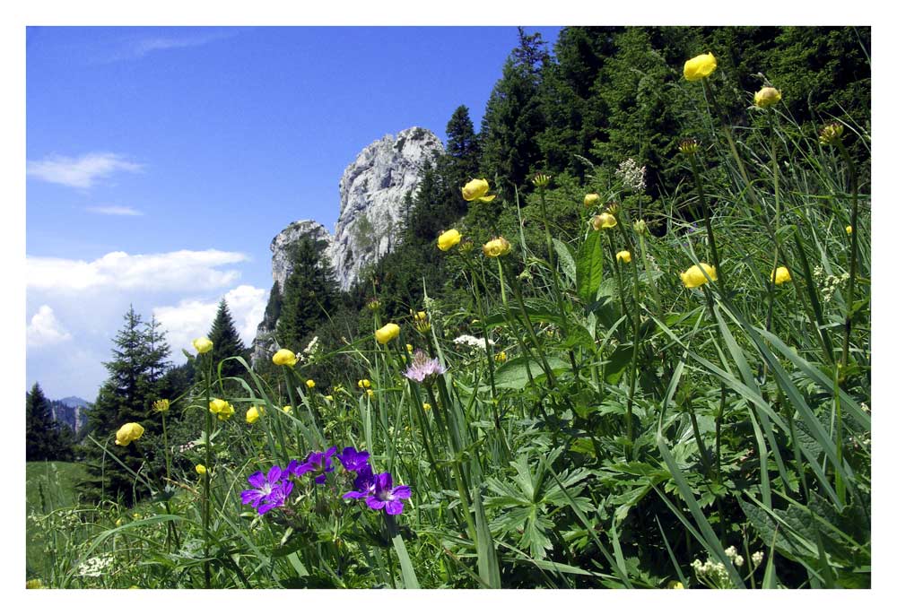 Blumenwiese unter der Kampenwand