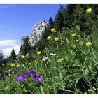 Blumenwiese unter der Kampenwand