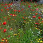 Blumenwiese verpinselt