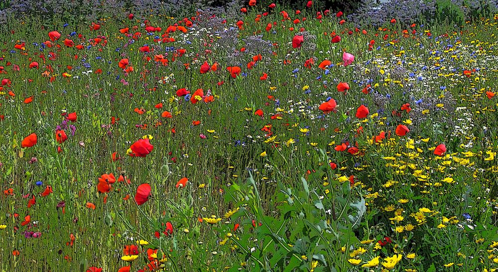 Blumenwiese verpinselt