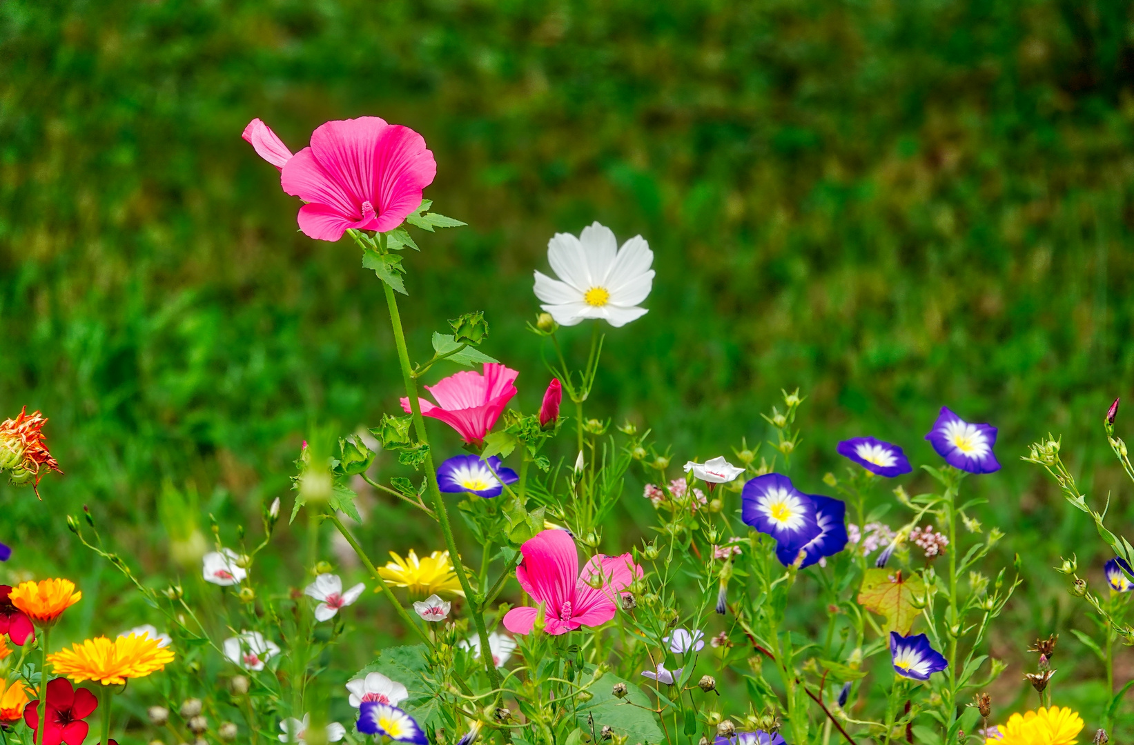 Blumenwiese, Villingen