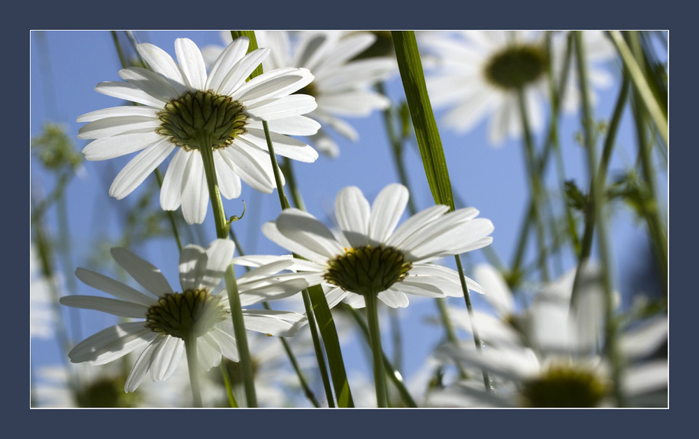 Blumenwiese von unten