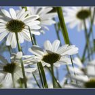 Blumenwiese von unten