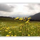 Blumenwiese vor Bergkulisse