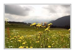 Blumenwiese vor Bergkulisse