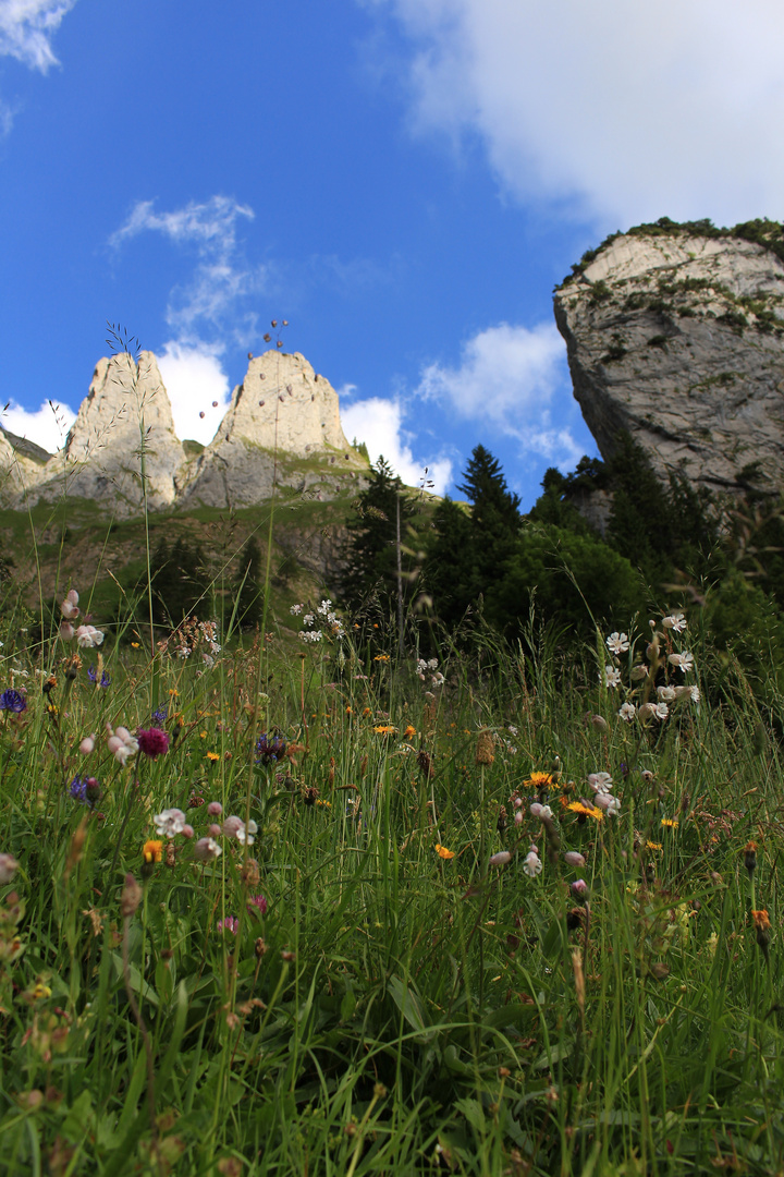 Blumenwiese vor Bogartenlücke