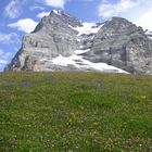 Blumenwiese vor Eiger