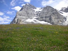 Blumenwiese vor Eiger