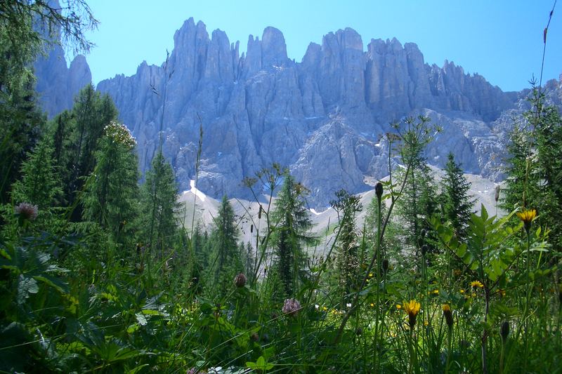 Blumenwiese vorm Rosengartengebiet in Südtirol