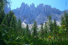 Blumenwiese vorm Rosengartengebiet in Südtirol