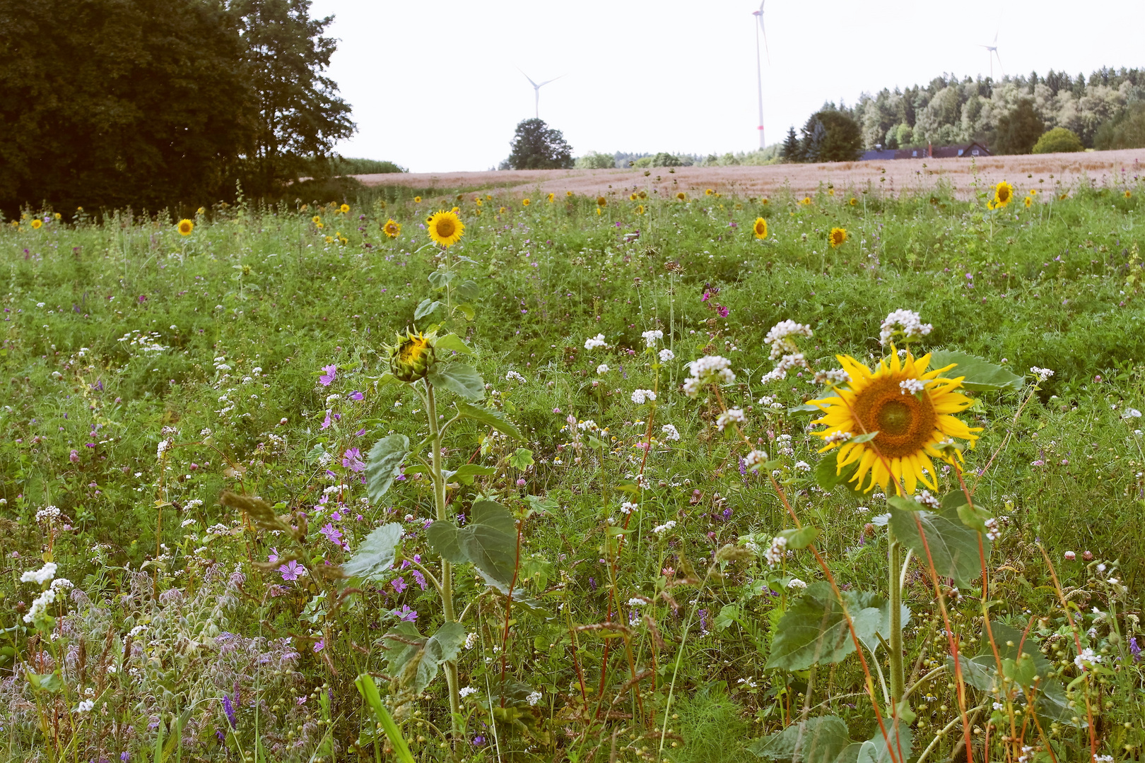 Blumenwiese wo es summt und brummt