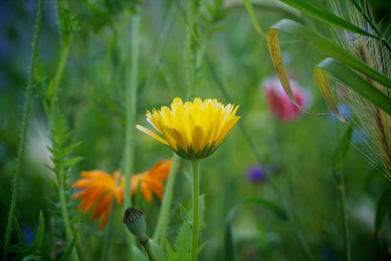 Blumenwiese1