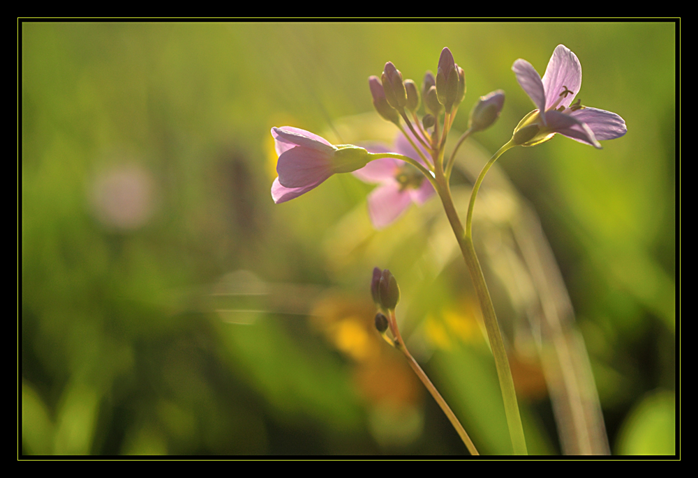 blumenwiese_2008_01