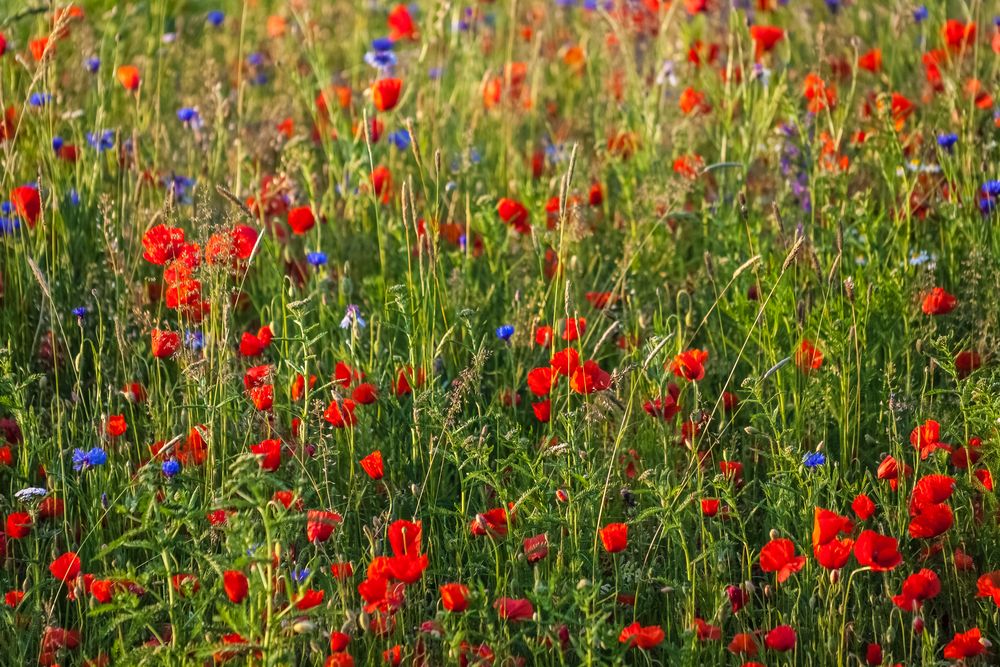 Blumenwiese2016_(IMG_4231)