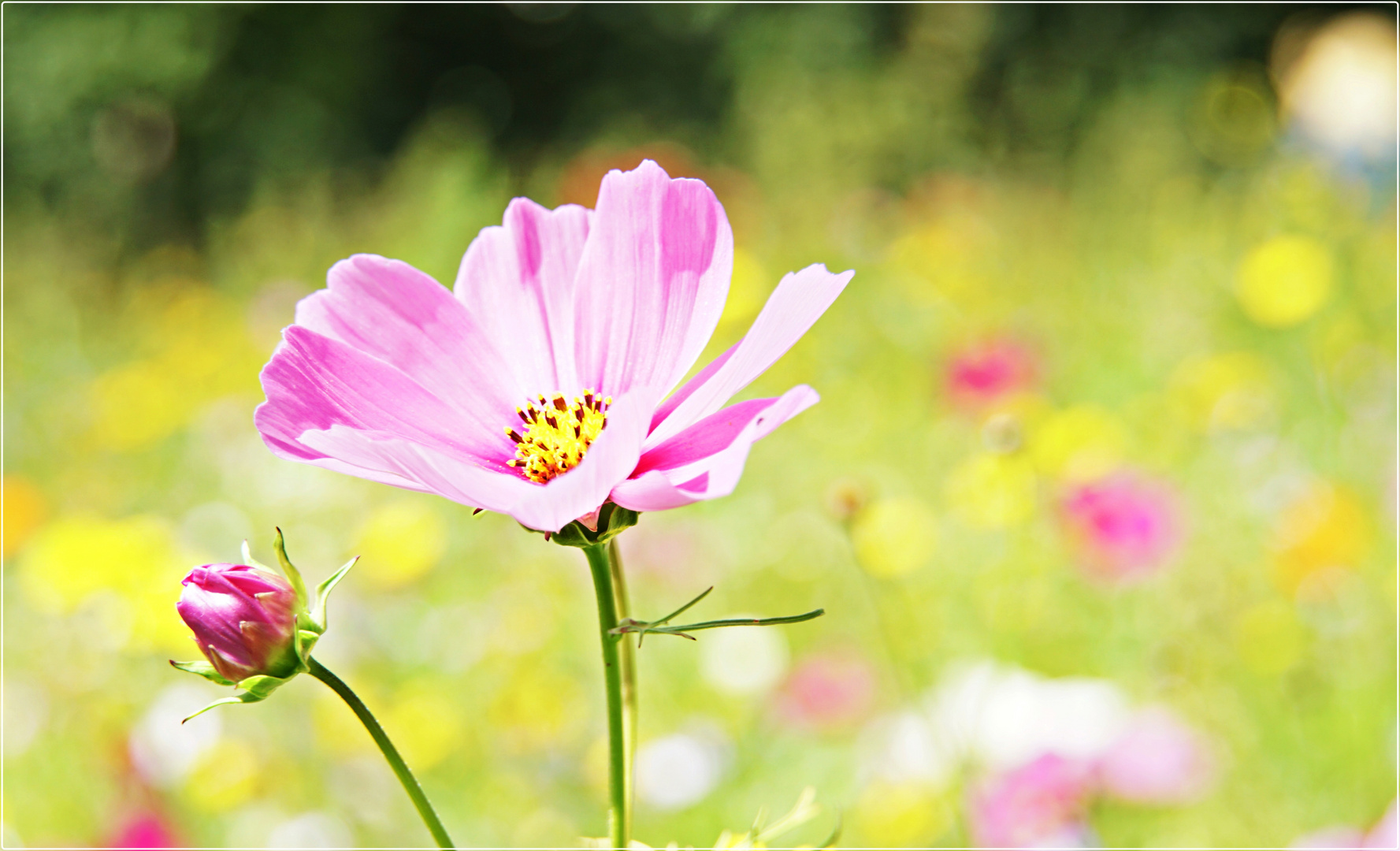 Blumenwiese_2019