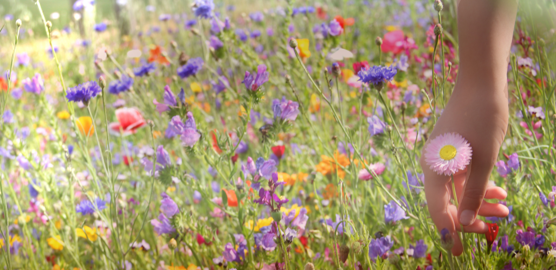 Blumenwiese