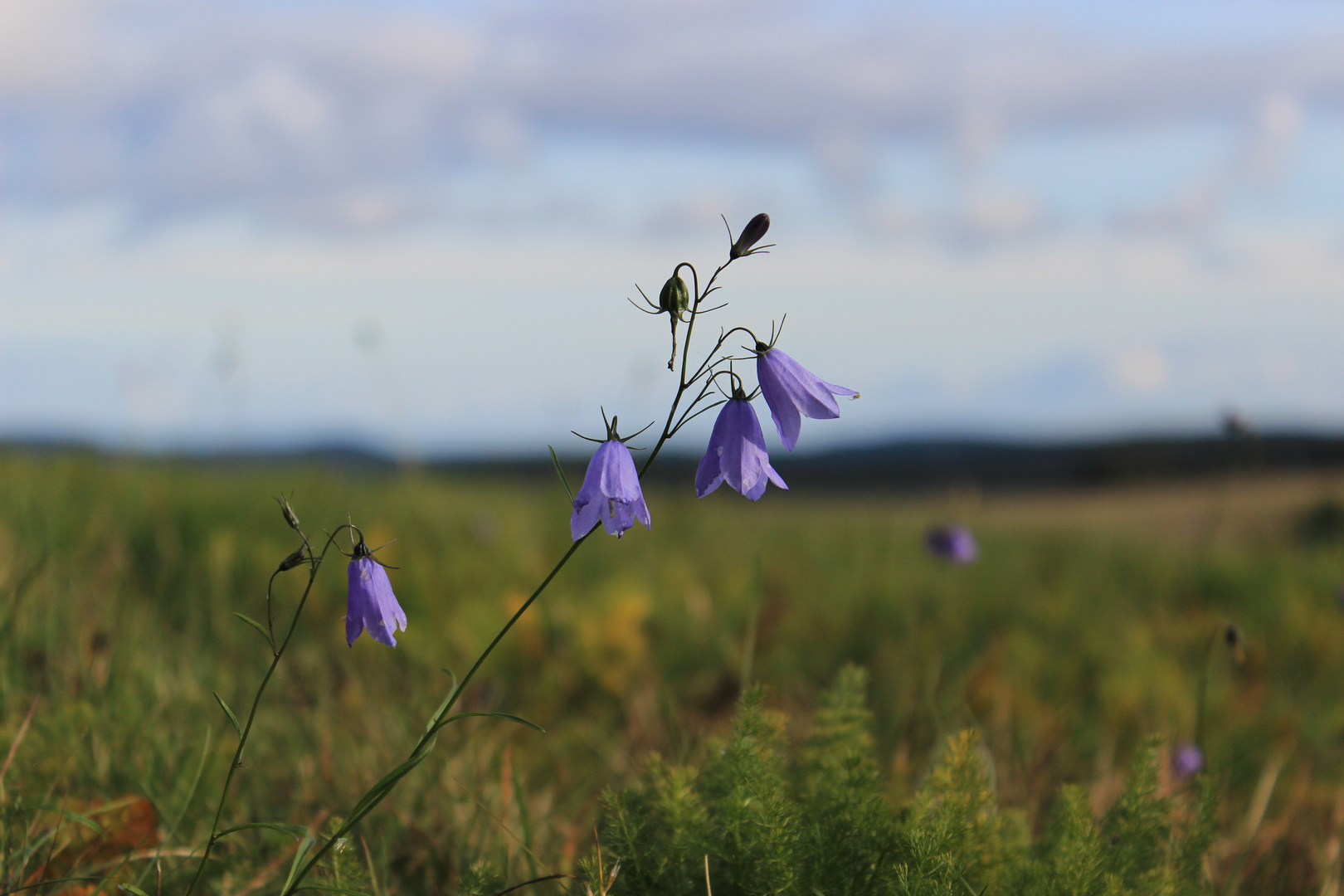 Blumenwiesee