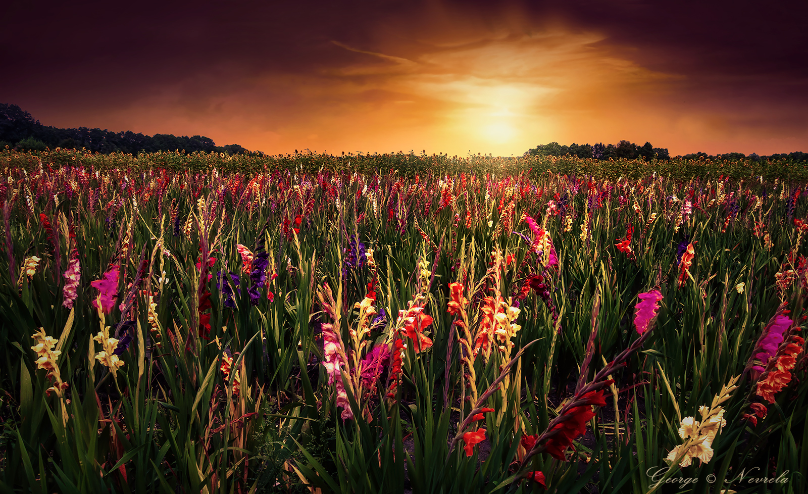 Blumenwiese_Flower_Meadow