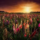 Blumenwiese_Flower_Meadow