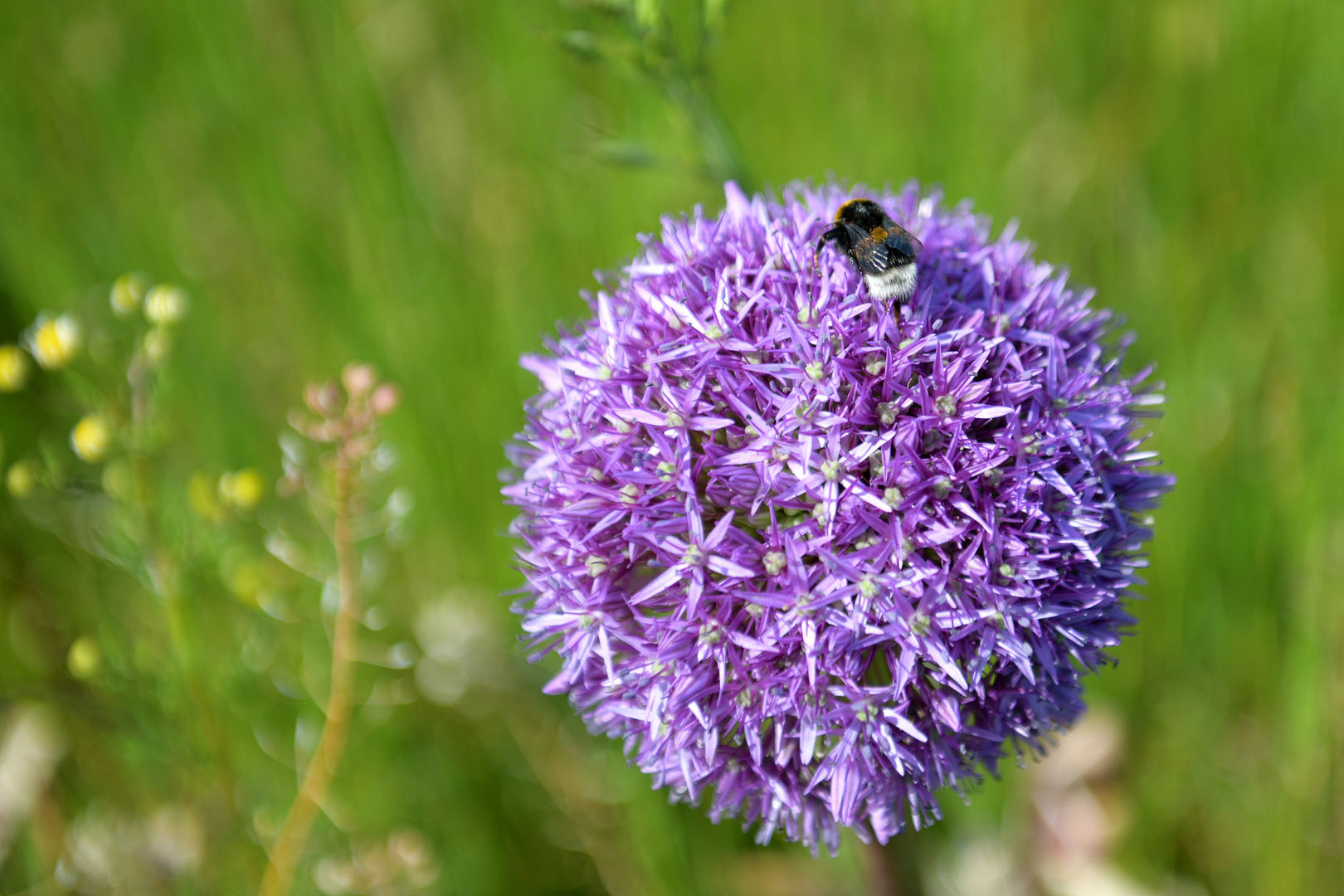 Blumenwiesen 4