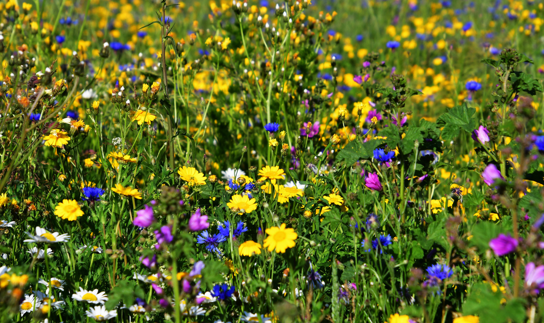 Blumenwiesen 