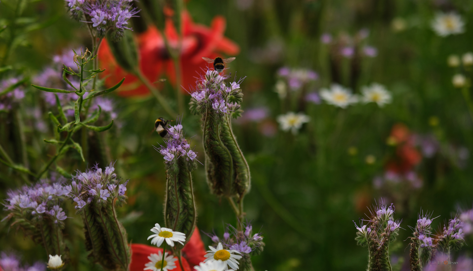 Blumenwiesen