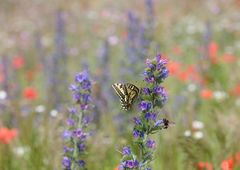 Blumenwiesen-Besucher