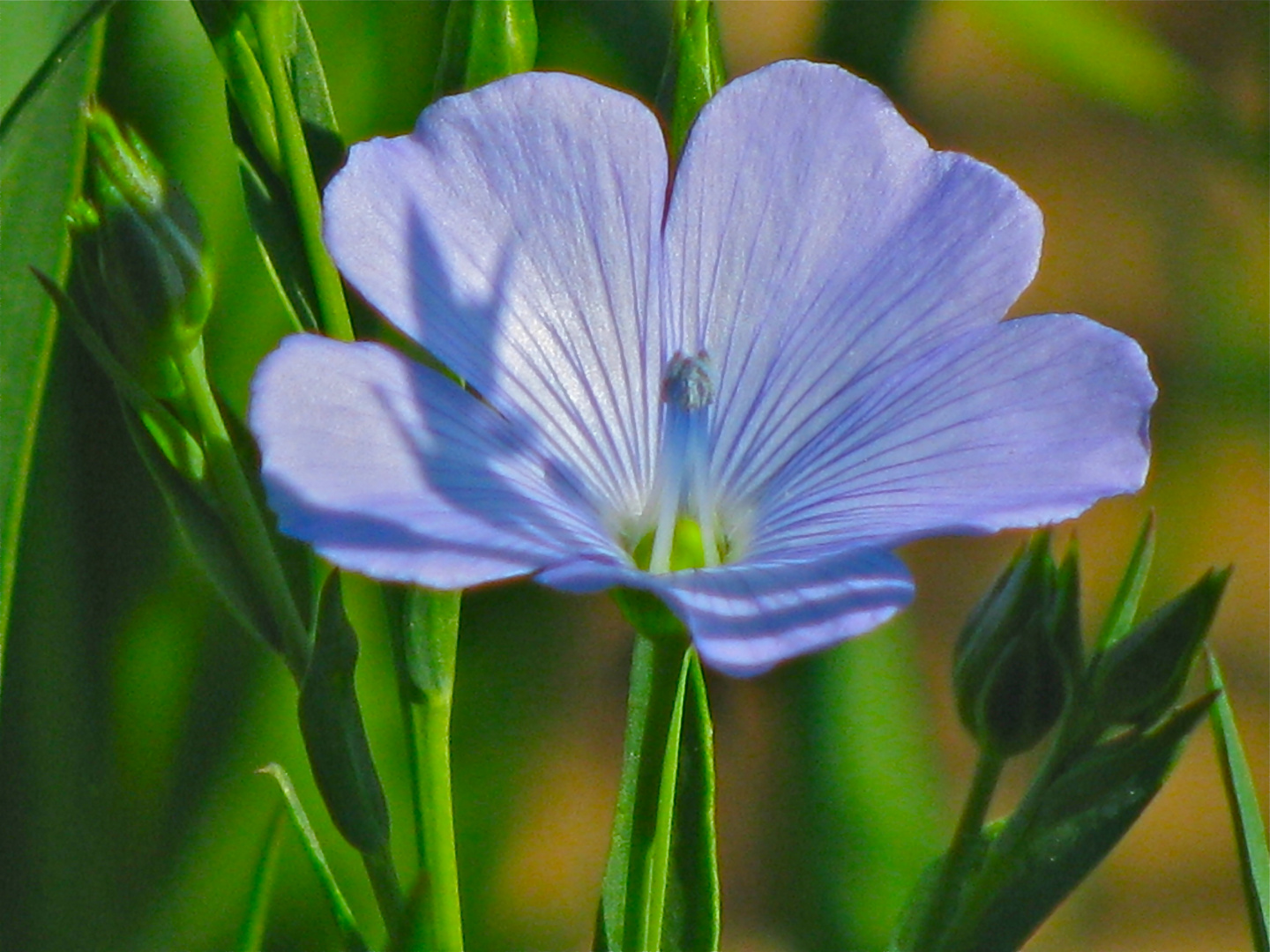 ...BLUMEN+WIESEN !!!...