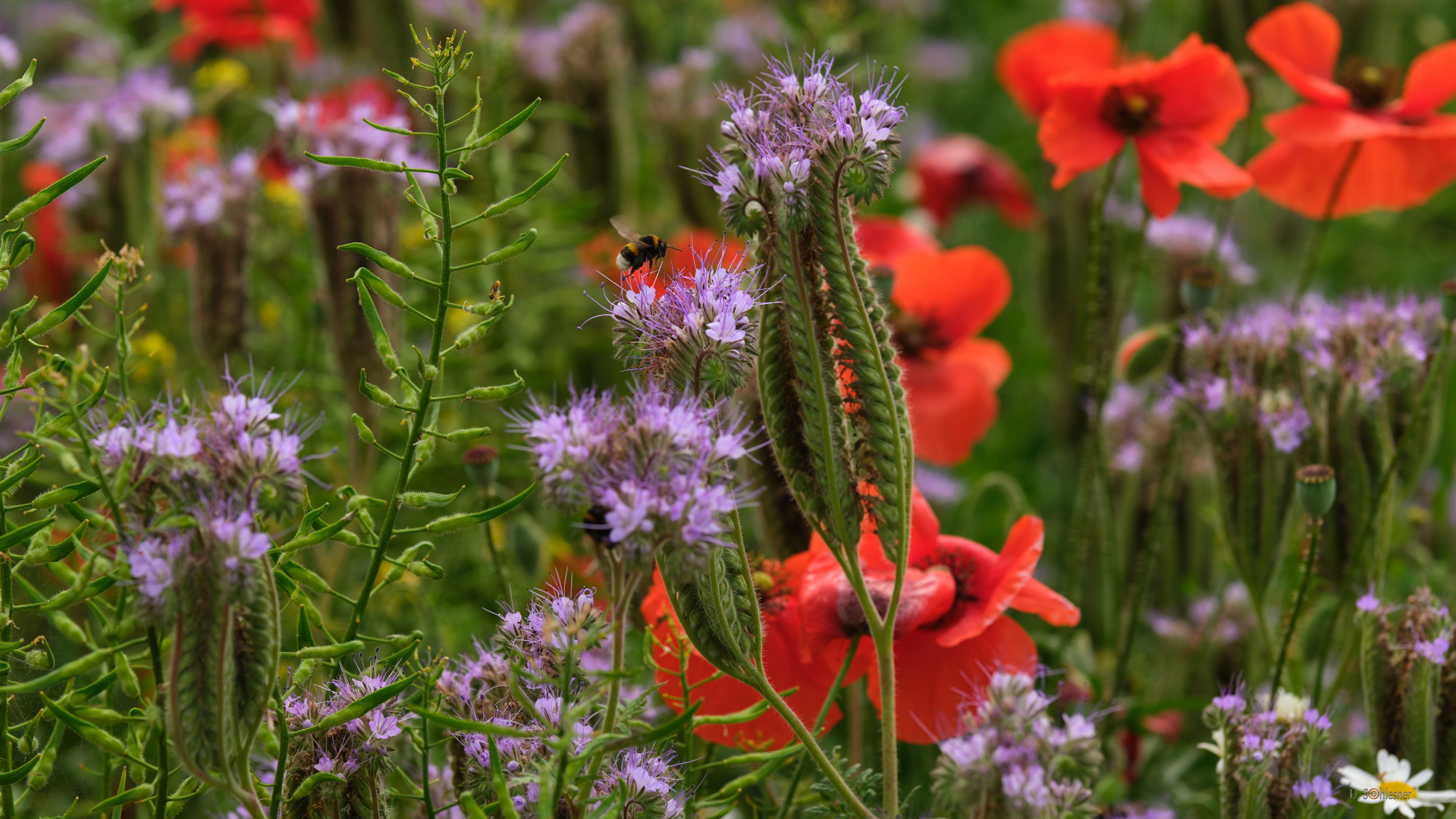 Blumenwiesen