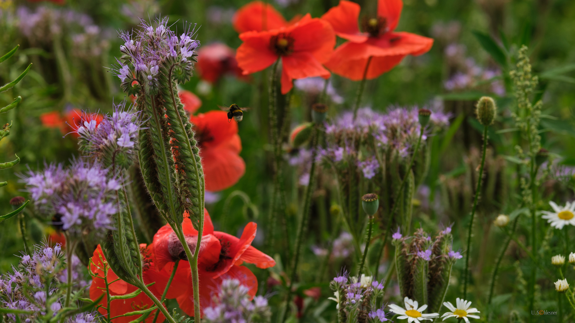 Blumenwiesen