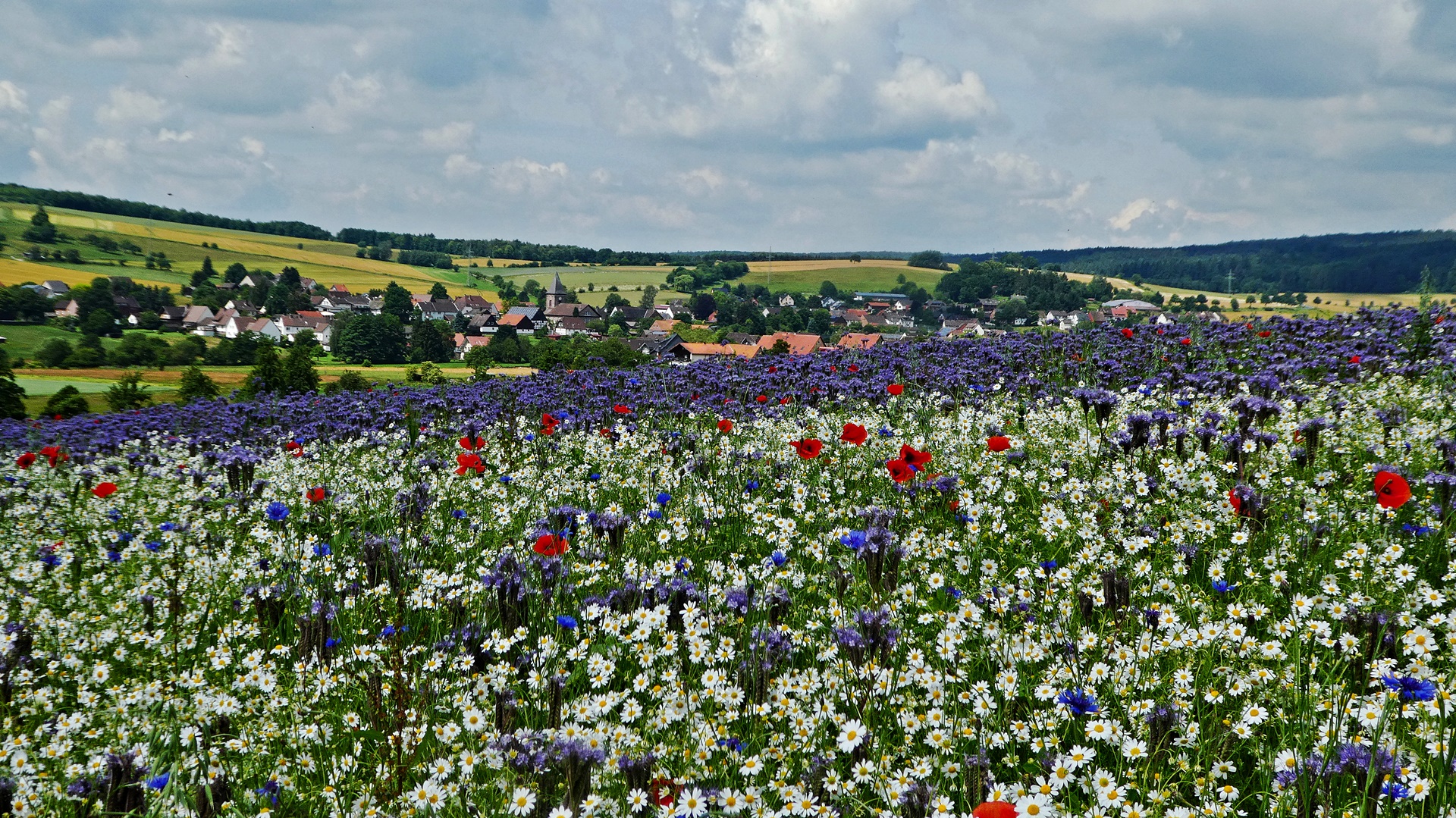 Blumenwiesen im Solling