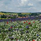 Blumenwiesen im Solling