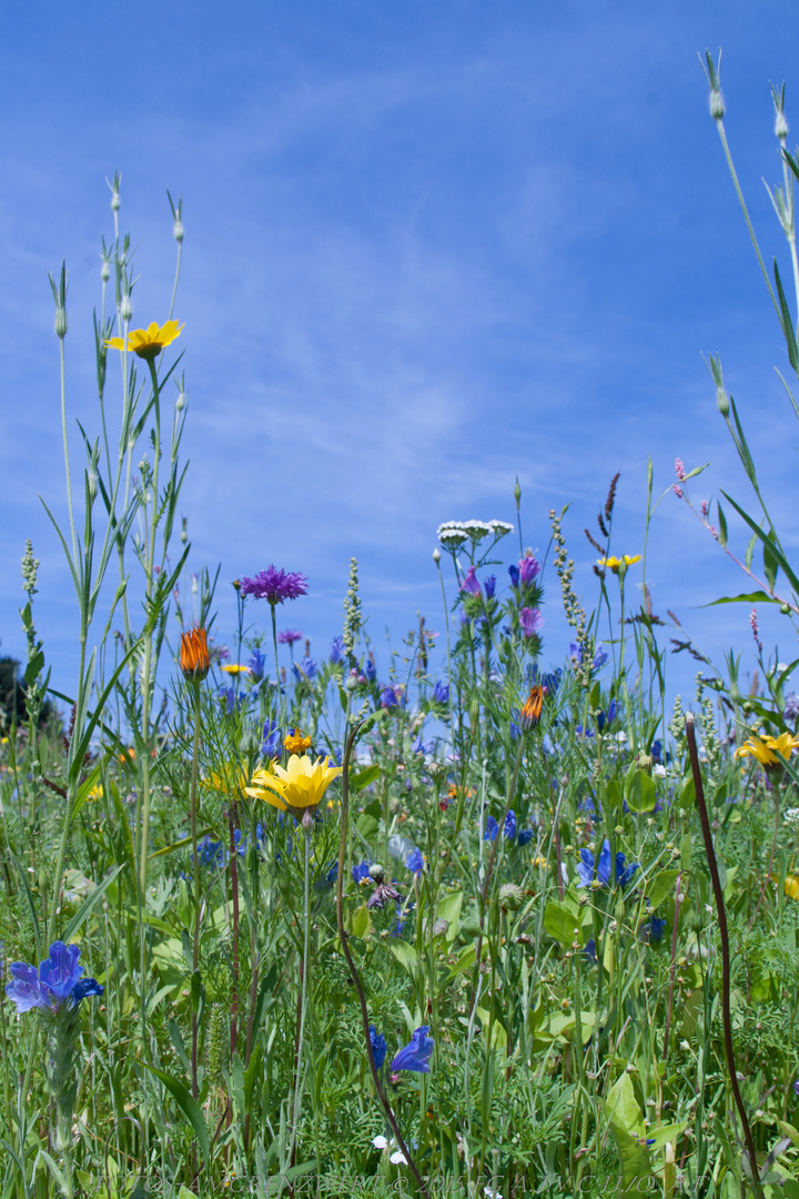 Blumenwiesen in Bad Bentheim