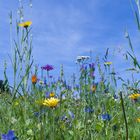 Blumenwiesen in Bad Bentheim