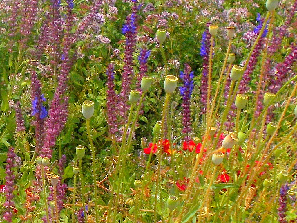 Blumenwiesen in der Stadt