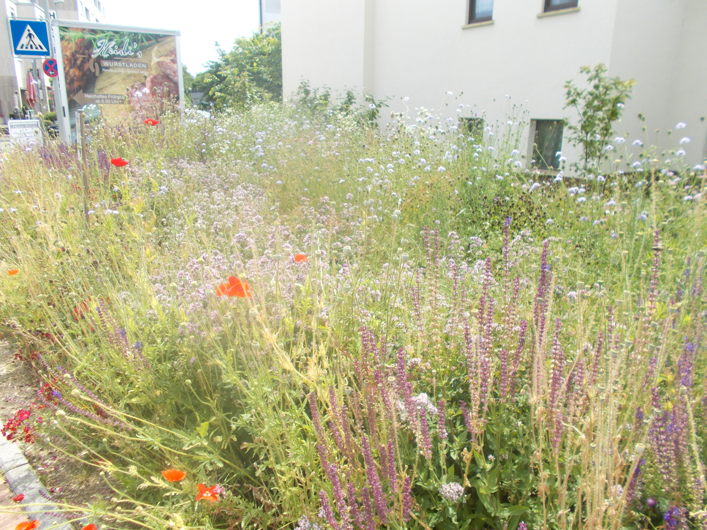 Blumenwiesen in der Stadt