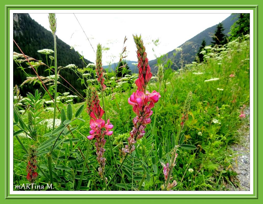 Blumenwiesen (mit Gedicht)