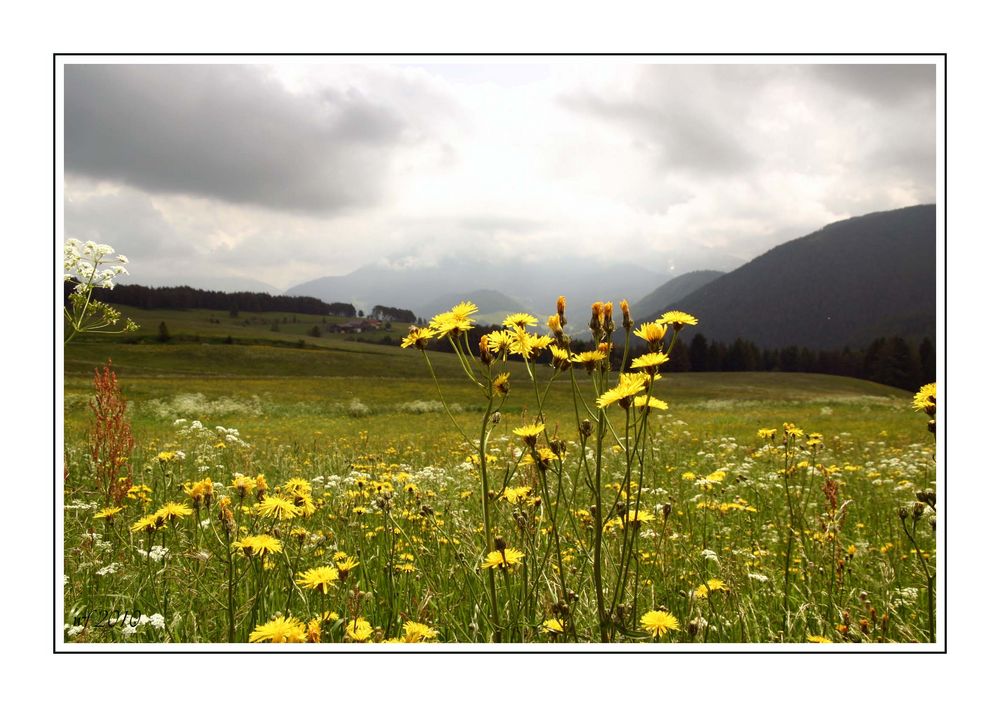 Blumenwiesen vor Bergkulisse