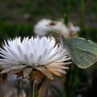 Blumenwiesenbeute: Strohblume mit Schmetterling