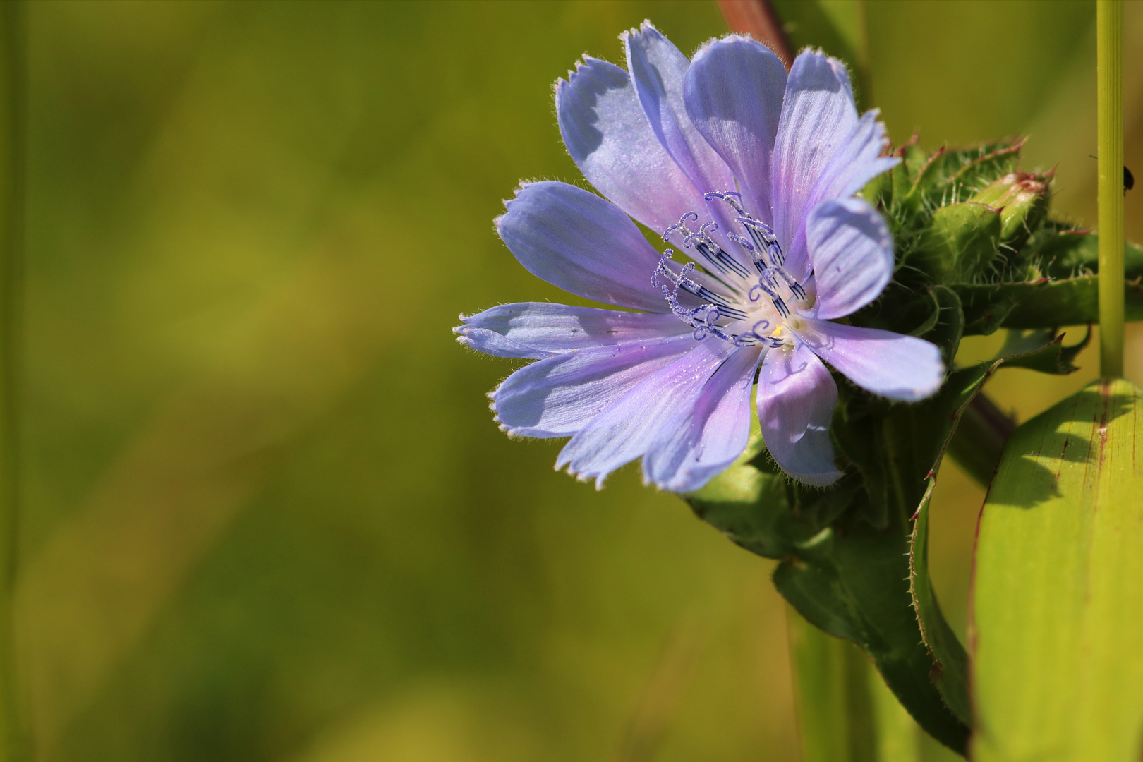 Blumenwiesenfund