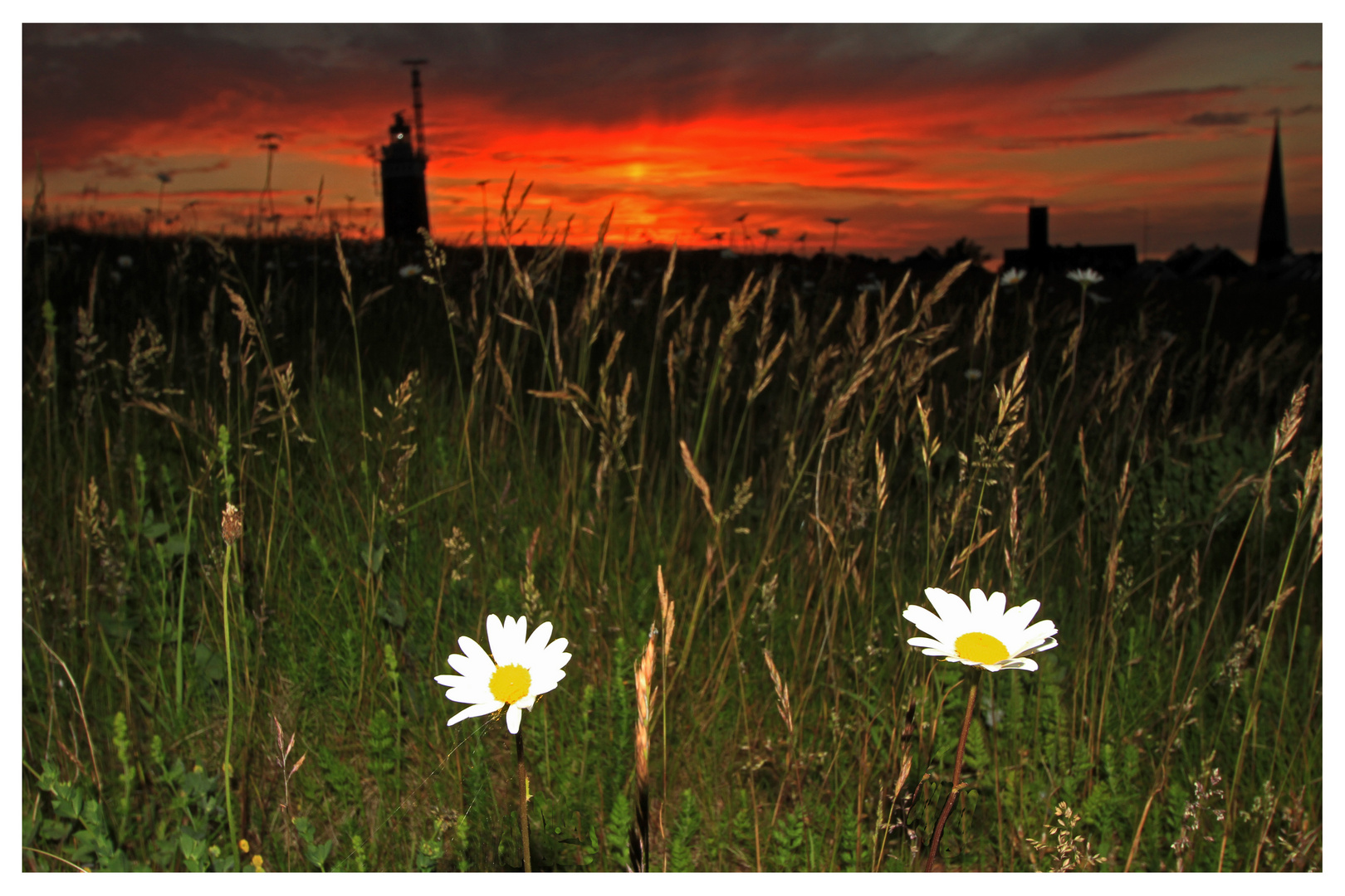 Blumenwiesensonnenuntergang