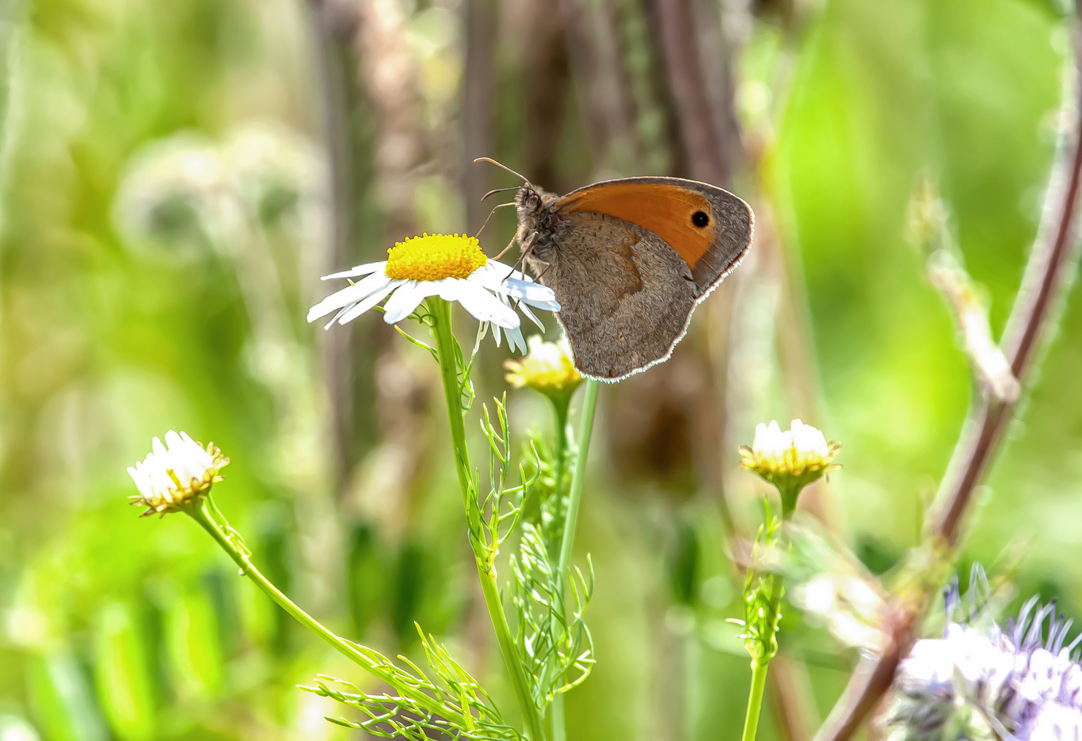 Blumenwiesentraum