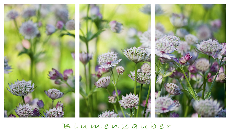 blumenzauber....