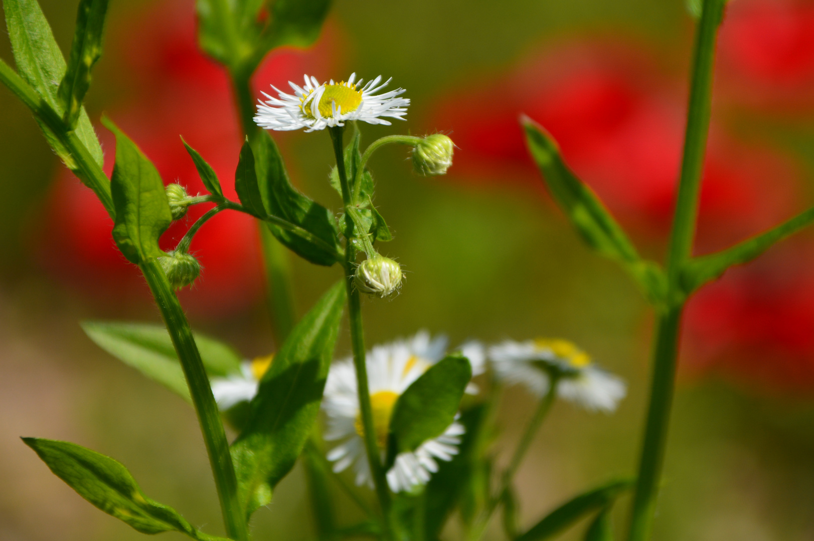 Blumenzauber